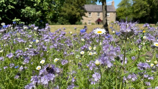 A close up of summer flowers and a bee with the Cherryburn museum in the background